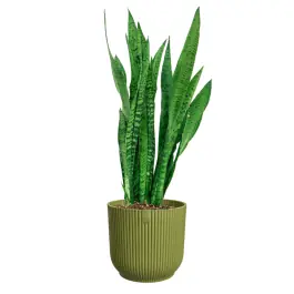 Zolang de voorraad strekt - Sansevieria zeylanica in Vibes groen