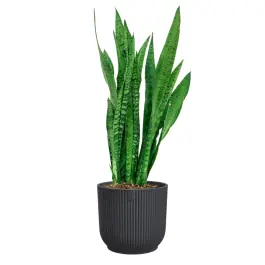 Nog maar enkele beschikbaar | Sansevieria zeylanica in Vibes antraciet