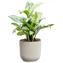 Veilig winkelen | Aglaonema Christina in Vibes wit