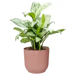 Net toegevoegd | Aglaonema Christina in Vibes roze
