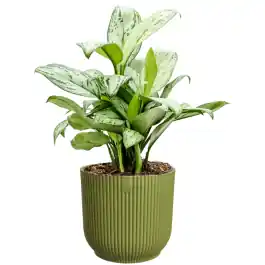 Veilig betalen - Aglaonema Christina in Vibes groen