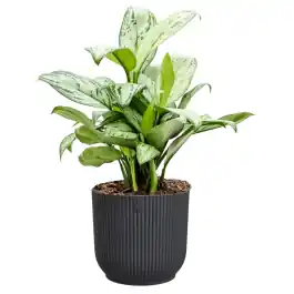 Aglaonema Christina in Vibes antraciet | Prijs verlaagd