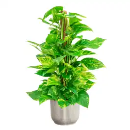 Trending | Scindapsus Aureum in Vibes wit