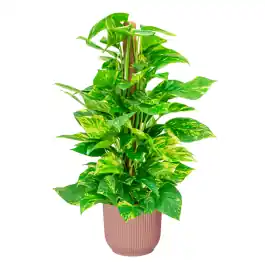 Scindapsus Aureum in Vibes roze | Net gelanceerd