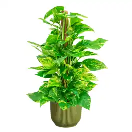 Bestseller | Scindapsus Aureum in Vibes groen