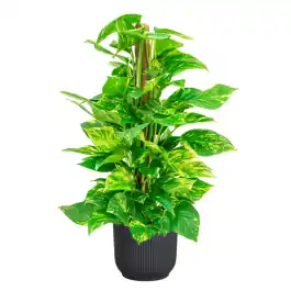 Online bestellen - Scindapsus Aureum in Vibes antraciet