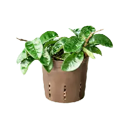 Verlaagde prijs - Hoya carnosa