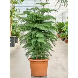 Veilige betaling - Araucaria Hawaii