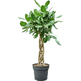 Bespaar meer - Ficus Audrey gevlochten stam plat