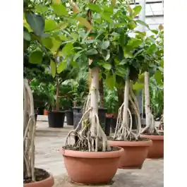 Snelle levering | Ficus benghalensis op stam