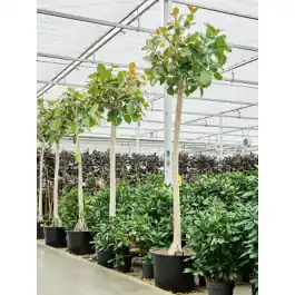 Ficus benghalensis op stam - Aanrader