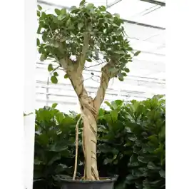 Online kopen | Ficus benghalensis vertakt