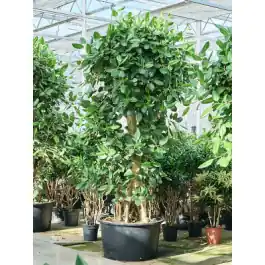 Ficus benghalensis vertakt | Zolang de voorraad strekt