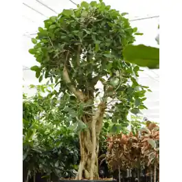 Ficus benghalensis vertakt | Voeg toe aan winkelwagen