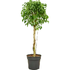 Ficus Columnar op stam | Nu beschikbaar