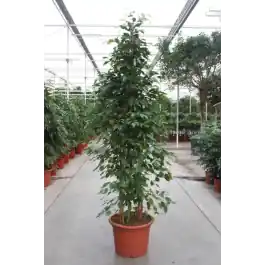 Koop vandaag | Ficus Exotica