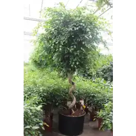 Online bestelbaar - Ficus Exotica spiraal stam