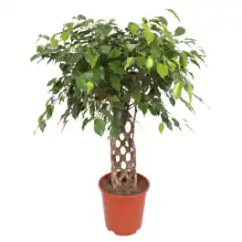 Ficus Exotica gevlochten mat - Aanrader