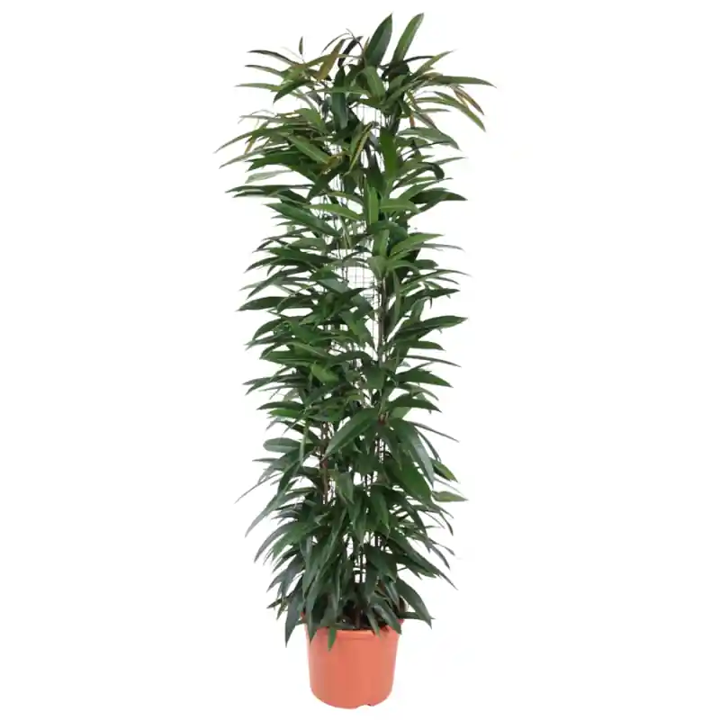 Superprijs | Ficus Alii draadzuil