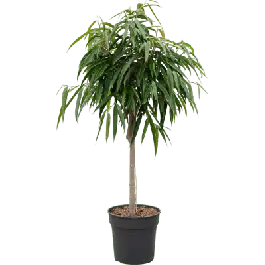Ficus Alii op stam | Tijdelijke actie
