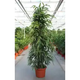 Ficus Amstel King | Laatste kans