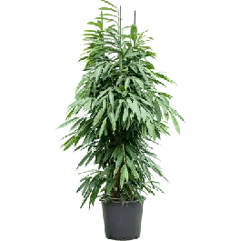 Scherpe prijs | Ficus Amstel King