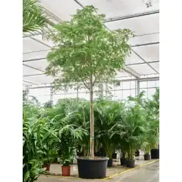 Bulnesia arborea | Op = op