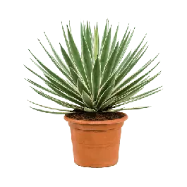 Direct bestellen - Agave angustifolia