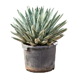 Agave ferdinandi-regis | Veilige betaling