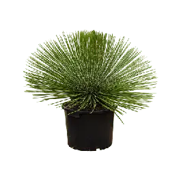 Agave geminiflora - Premiumkwaliteit