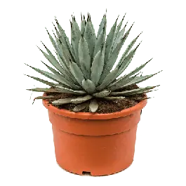 Uitverkoop - Agave macroacantha