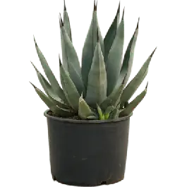 Agave nigra | Lage prijs