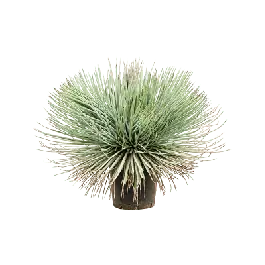 Bespaar meer - Agave stricta