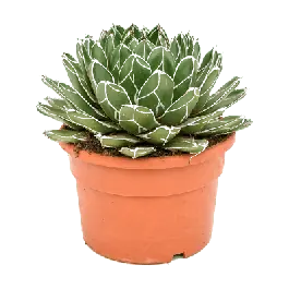 Nieuw binnen - Agave victoriae-reginae
