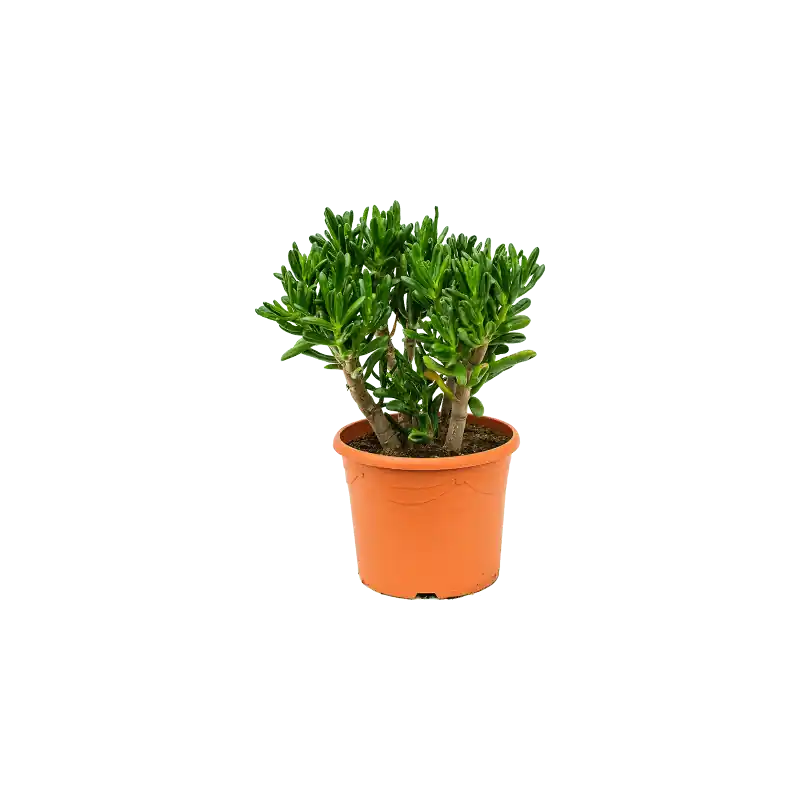 Crassula Gollum - Zeer goed beoordeeld