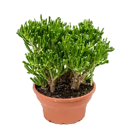 Direct van de fabrikant - Crassula Hobbit