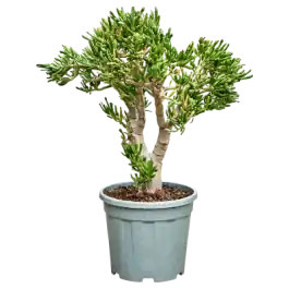 Populair bij klanten | Crassula Hobbit op stam