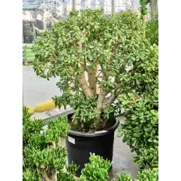 Crassula Sunset - Direct kopen