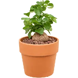 Opruiming - Dioscorea elephantipes
