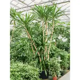Makkelijk bestellen - Dracaena gymea