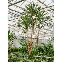 Dracaena gymea | Veilige betaling