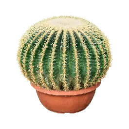 Veel gekozen | Echino Intermedius