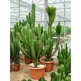 Alleen vandaag - Euphorbia ingens