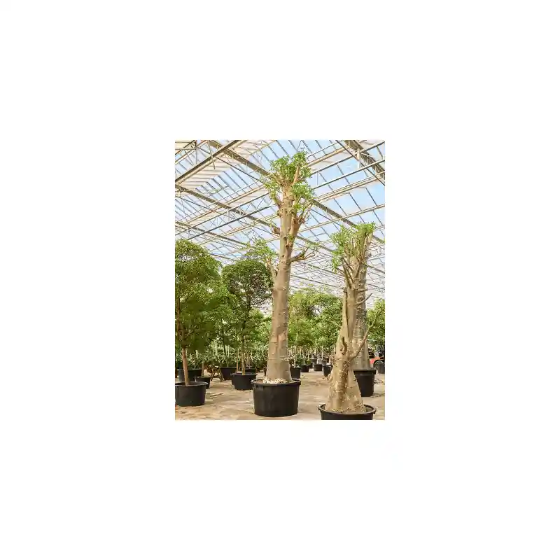 Prijs verlaagd - Adansonia digitata
