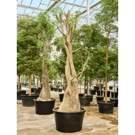 Adansonia digitata | Klaar voor verzending