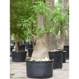 Adansonia digitata - Premium