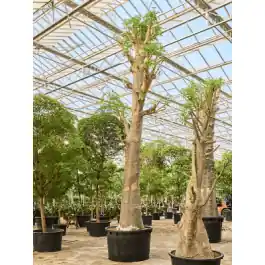 Adansonia digitata - Makkelijk bestellen