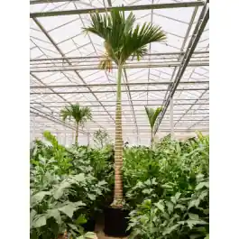 Beste prijs - Areca catechu dwarf op stam