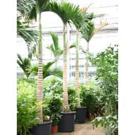 Nieuwe release - Areca catechu op stam