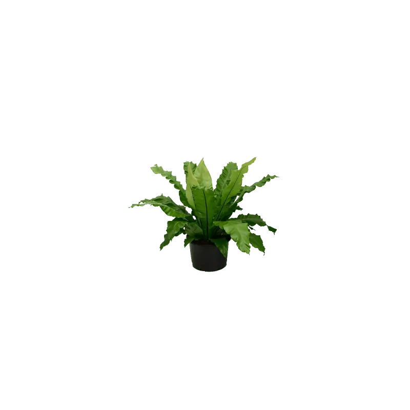 Nieuw in de shop | Asplenium nidus